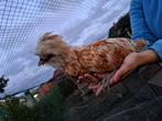padua hanen, Dieren en Toebehoren, Pluimvee, Mannelijk, Kip