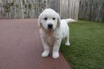 Magnifiques chiots Golden Retriever avec pedigree, Animaux & Accessoires, Golden retriever, Plusieurs, Hépatite contagieuse (maladie de Rubarth)