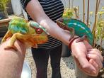 Furcifer pardalis kameleon, Dieren en Toebehoren, Reptielen en Amfibieën