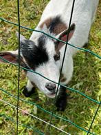 Chèvres naines de 4 et 3 mois, Animaux & Accessoires, Mâle, Chèvre, 0 à 2 ans