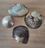 Set van 4 prachtige schelpen in parelmoer., Ophalen, Schelp(en)