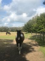 Paddock Paradise in Betekom, 2 of 3 paarden of pony's, Weidegang