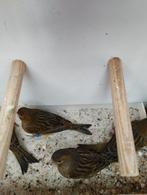 Mâle canaris panaché, Mâle