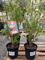 Punica Granatum - granaatappel, Jardin & Terrasse, Plantes | Arbres fruitiers, Enlèvement
