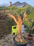 Dikke olijfboom., Jardin & Terrasse, Plantes | Arbres, Olivier, Enlèvement ou Envoi