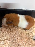 Cavia beertje, Dieren en Toebehoren, Knaagdieren, Cavia, Mannelijk, Tam, Oktober