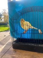 border pop en man koppel, Dieren en Toebehoren, Mannelijk, Postuurkanarie