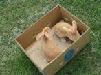 geel vlaamse reus, Dieren en Toebehoren, Konijnen, Mannelijk, Groot, 0 tot 2 jaar