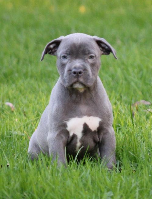 Amerikaanse Stafford pups, Dieren en Toebehoren, Honden | Jack Russells en Terriërs, Meerdere dieren, American Staffordshire Terriër