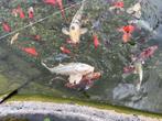 Kois en vijvervissen over te nemen, Dieren en Toebehoren, Vissen | Vijvervissen, Karper of Koi