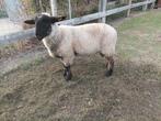 Suffolk ram te koop, Dieren en Toebehoren, Schapen, Geiten en Varkens, Mannelijk, Schaap, 0 tot 2 jaar