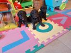 Dwergpoedel pups, Dieren en Toebehoren, Poedel, Parvo, België, 8 tot 15 weken