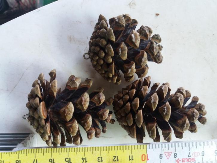 denappels voorzien van ophang oogje, Hobby en Vrije tijd, Knutselen, Nieuw, Materiaal, Ophalen of Verzenden