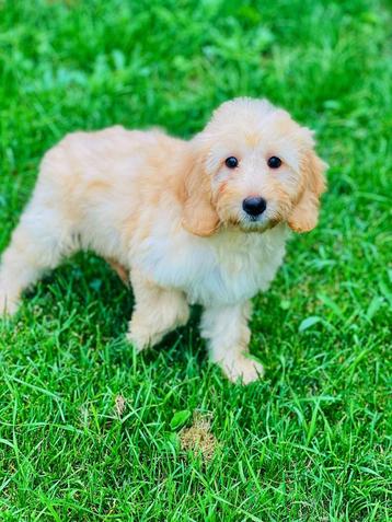 Les chiots labradoodle belges recherchent un panier doré !