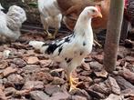 Leghorn exchequer - bonte leghorn