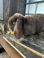 Franse hangoor vrouwelijk, Dieren en Toebehoren, Vrouwelijk, Groot, Hangoor, 0 tot 2 jaar