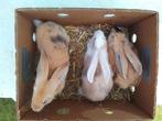 Duitse reuzen, Dieren en Toebehoren, Konijnen