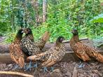 Sebright kipjes en haan, Dieren en Toebehoren, Pluimvee, Kip