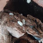 Diverse soorten Isopods, Dieren en Toebehoren, Reptielen en Amfibieën