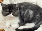 kitten Exotic korthaar kater, Poes, Gechipt, 0 tot 2 jaar