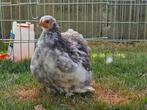 Jonge cochinkriel hen, Dieren en Toebehoren, Pluimvee