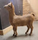 Isabelkleurig mieke lammetje., Dieren en Toebehoren