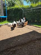 Broedeitjes mix te koop, Dieren en Toebehoren, Geslacht onbekend, Kip