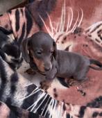 teckel pups,dwerg,bleu tan,reutje, Animaux & Accessoires, Chiens | Teckels & Bassets, Poils courts, Chien (mâle), Hépatite contagieuse (maladie de Rubarth)