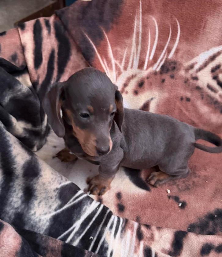 teckel pups,dwerg,bleu tan,reutje, Animaux & Accessoires, Chiens | Teckels & Bassets, Chien (mâle), Poils courts, Nain, Éleveur | Professionnel