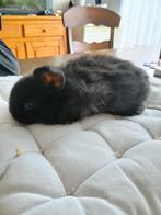 Nederlandsedwerghangoortje, Dieren en Toebehoren, Konijnen