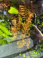 Aquariumplanten - ruilen mogelijk, Dieren en Toebehoren, Ophalen