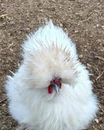 haan, Dieren en Toebehoren, Pluimvee, Mannelijk, Kip