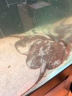 2 femelles potamotrygon scobina 25cm disque, Dieren en Toebehoren, Ophalen