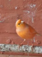 oranje kanarie pop, Dieren en Toebehoren, Vogels | Kanaries