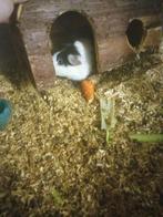 3 cavia's te koop, Dieren en Toebehoren, Knaagdieren, Cavia, Juni, Meerdere dieren, Tam