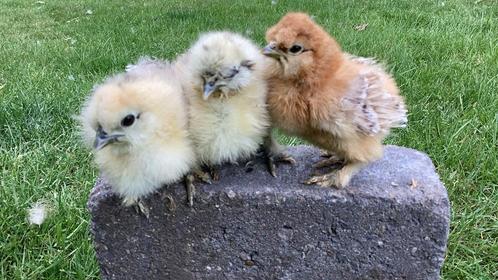 Usa zijdehoentjes, Dieren en Toebehoren, Pluimvee, Kip