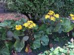 ligularia "Othello" vaste plant, Tuin en Terras, Planten | Tuinplanten, Ophalen, Vaste plant, Halfschaduw, Zomer