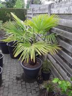 palmboom trachicarpus fortunae, In pot, Lente, Volle zon, Ophalen