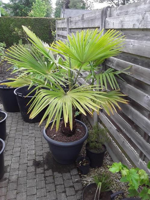 palmboom trachicarpus fortunae, Tuin en Terras, Planten | Bomen, Palmboom, 100 tot 250 cm, Volle zon, Lente, In pot, Ophalen