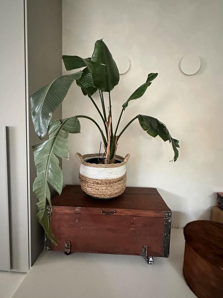 Trésorerie, Maison & Meubles, Accessoires pour la Maison | Coffres, Comme neuf, Enlèvement