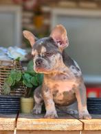 Franse bulldog pups (laatste pups), Dieren en Toebehoren, België, 8 tot 15 weken, CDV (hondenziekte), Bulldog