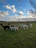Drachtige alpaca kudde, Dieren en Toebehoren