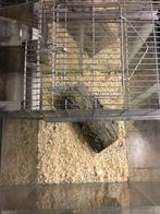 Kweekbak muizen knaagdieren 1m, Ophalen of Verzenden