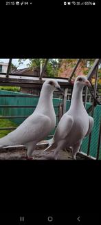 Te huur trouwfeest witte duiven, Dieren en Toebehoren, Vogels | Duiven