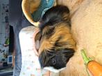 Tamme cavia zeug, Cavia, Vrouwelijk, November, Tam