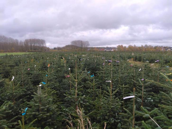 Vuren kerstbomen maat 2m50 - Groothandel Min 10 - BXL, Diversen, Kerst, Nieuw, Ophalen