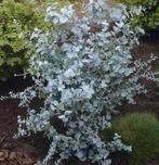 Eucalyptus, Tuin en Terras, Planten | Bomen, Ophalen