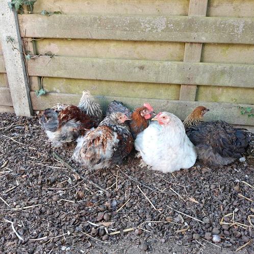Hanen verschillende rassen, Dieren en Toebehoren, Pluimvee