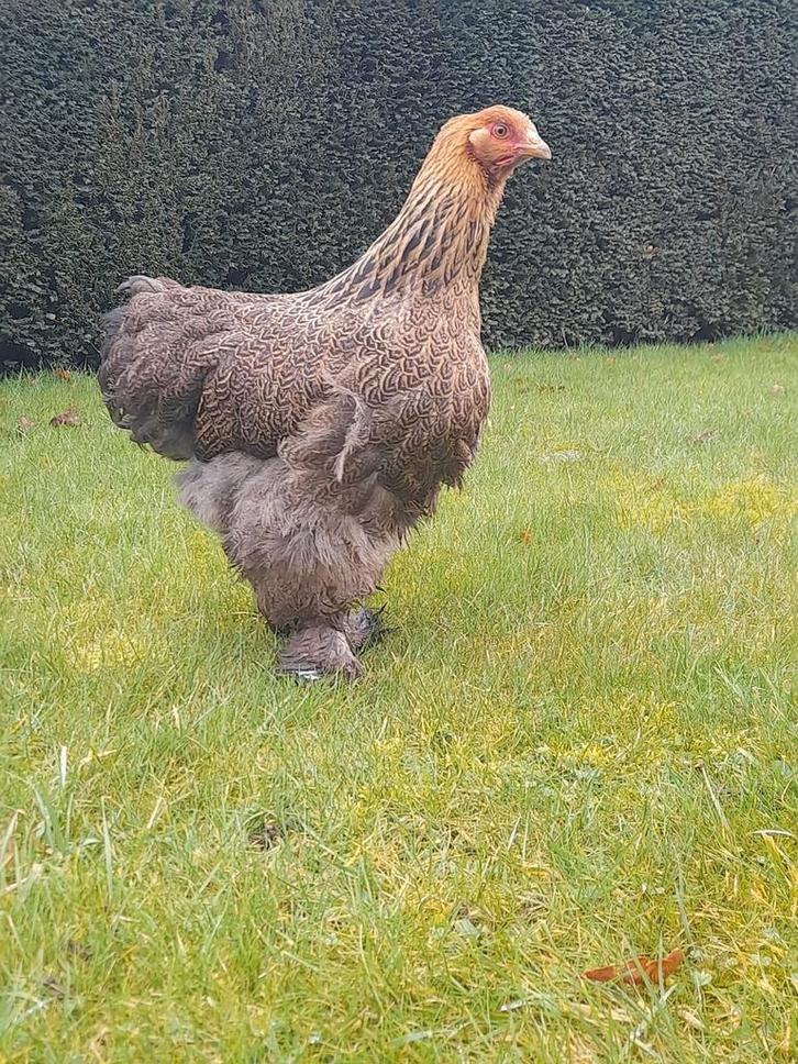 1 hen cochin groothoender goudpatrijs, Dieren en Toebehoren, Pluimvee