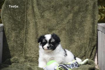 Prachtige kruising Pomeriaan pups, Dieren en Toebehoren, Honden | Poolhonden, Keeshonden en Oertypen, België, Keeshond, CDV (hondenziekte)